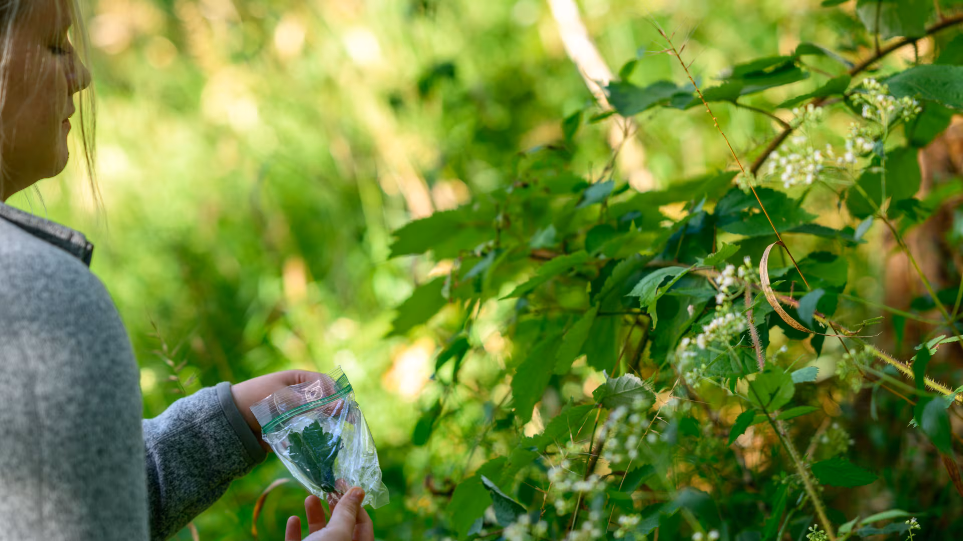 WV-SOM Students and faculty hunt Appalachian microbes that could fight infectious disease